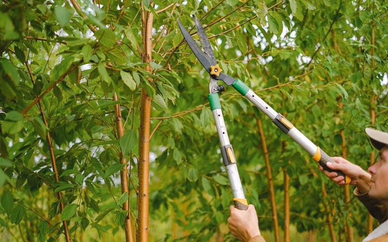 Tree trimming in Hedgesville, WV